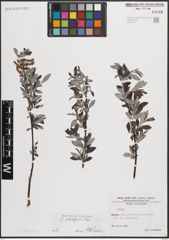 Foto von Salix eleagnos Scop.